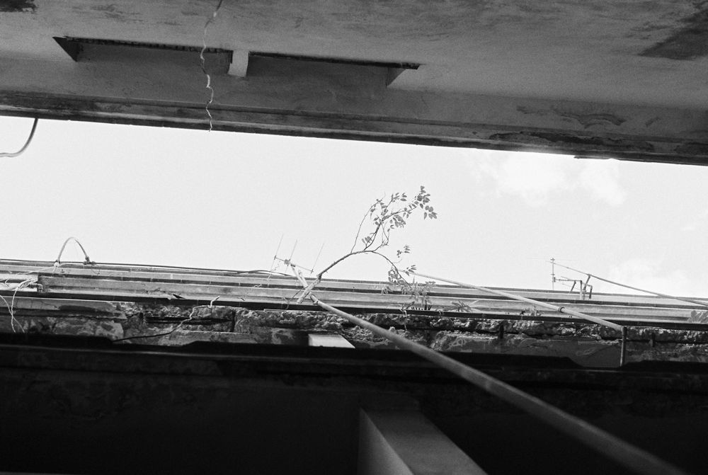 Sky and a plant through the broken roofline