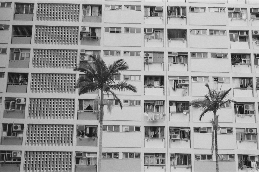 Palm trees against the grid of Choi Hung Estate, black and white